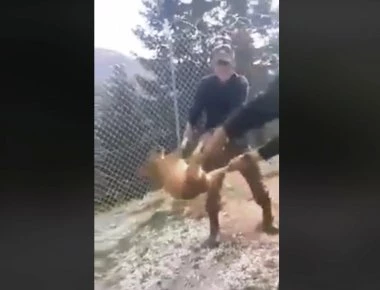 Δηλώνουν «δημόσια μεταμέλεια» οι στρατιώτες που βασάνισαν σκύλο στην Κόνιτσα
